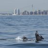 New York Harbor becomes a dining hotspot for bottlenose dolphins